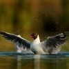 Racek chechtavy - Chroicocephalus ridibundus - Black-headed Gull 9189